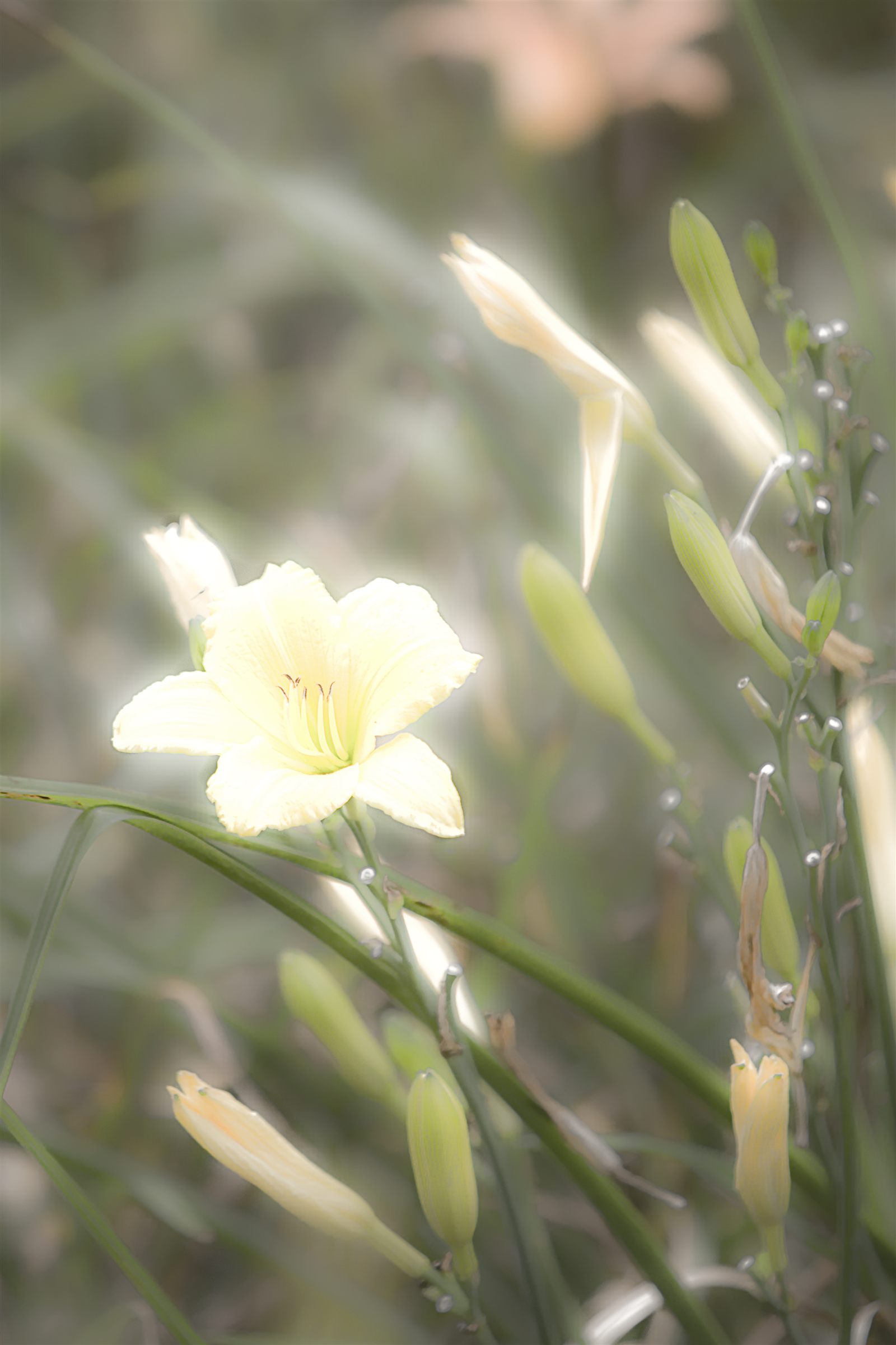 Close-up of a flower in soft light